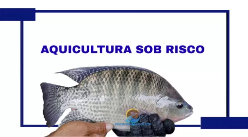 AQUICULTURA SOB RISCO?  ][ MMA nega proibição de tilápia e camarão em nova lista de espécies exóticas